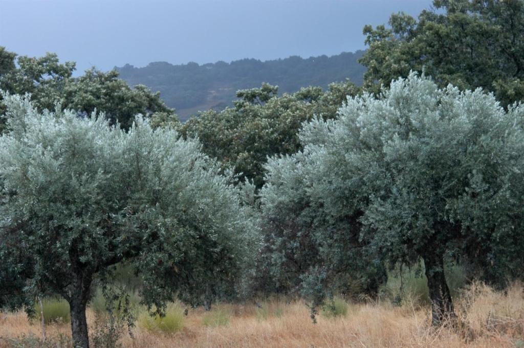 Quinta Da Saimeira Marvão Eksteriør bilde